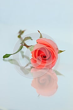 Pink rose isolated with shadow horizontally