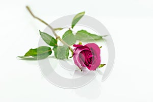 Pink rose isolated with shadow horizontally