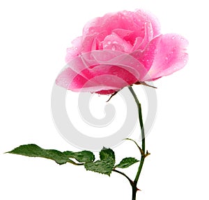 Pink rose isolated on white