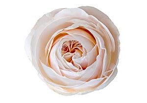 beautiful delicate pink rose on white background