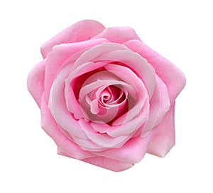 Pink rose