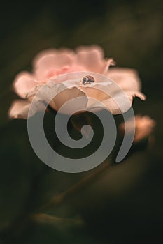 Pink rose with ladybug