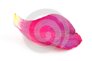 Pink rose leaf in closeup