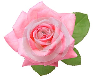 Pink rose with leaves