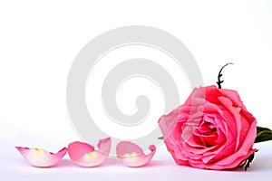 Pink rose leaves with empty room copy space