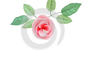 Pink rose with leaves isolated on white background ,Aroma candle