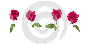 Pink rose with leaves isolated on white background for valentine