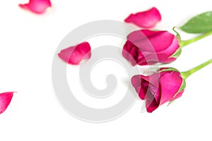 Pink rose with leaves isolated on white background for valentine
