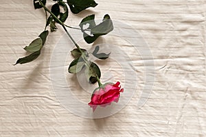 A pink rose lies on a light plain sheet. Aesthetics Minimalism. photo