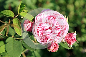 Pink rose Louise Odier. photo