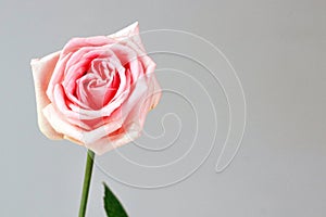 Pink rose love isolated deep gratitude admiration joy background