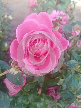 Pink rose love sign good gift photo