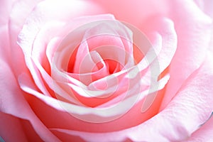 Pink rose macro