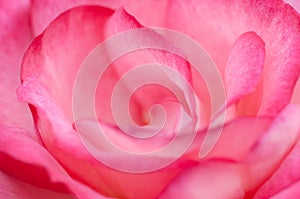 Pink rose macro close up