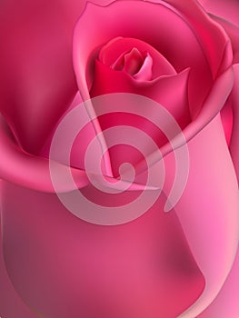 Pink rose macro. EPS 10