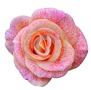 Pink rose macro isolated on white