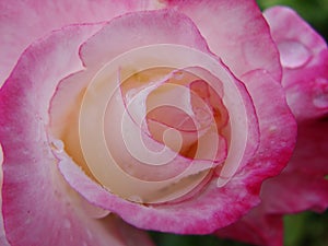 Pink rose macro. a macro of a pink flower.