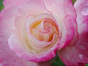 Pink rose macro. a macro of a pink flower.