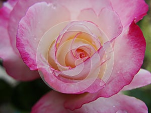 Pink rose macro. a macro of a pink flower.