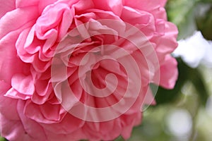 Pink rose. Macro photo. Fragrant flowers. Thorny Roses.