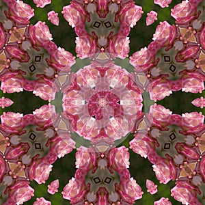 Pink rose mandala photo