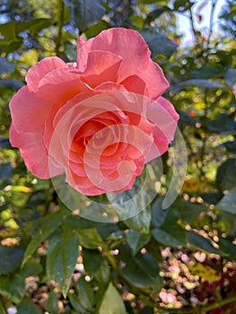Pink Petal Rose Flower Mandala 04