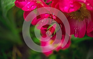 Pink rose in the morning dew