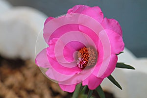 Pink rose moss (Portulaca grandiflora) bloom