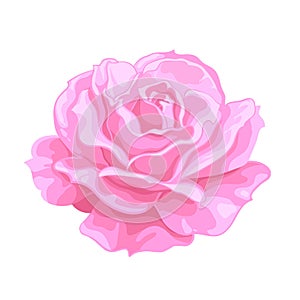 Pink rose. Open bud, Realistic hand drawn vector illustration .