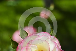 pink rose in outdoor garden. Metaphor for gentleness, sophistication, elegance.