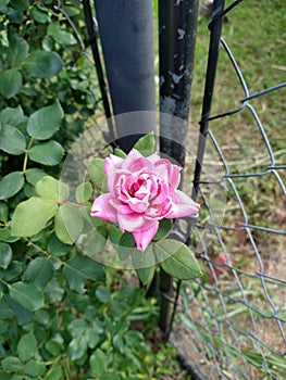 Pink Rose Outside a Chain Link Fence