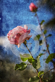 Pink rose over blue sky