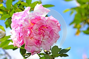 Pink rose over bright blue sky