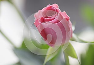 Pink rose
