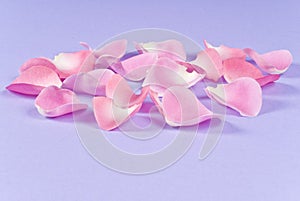 Pink Rose Pedals photo