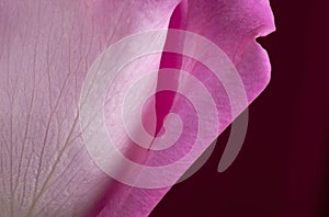 Pink Rose Petal