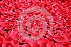 Pink Rose Petal Background photo