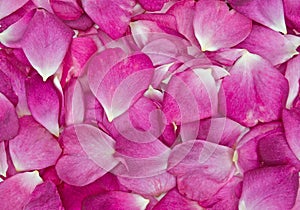 pink Rose petal background