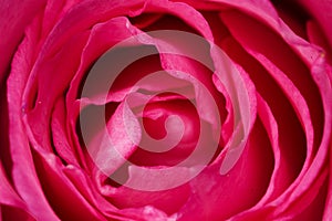 Pink Rose Petal Macro