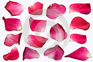 Pink Rose petal set isolate on white background