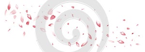 Pink Rose Petal Vector White Background. Color photo