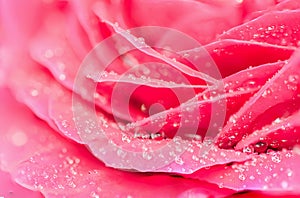 Pink rose petal with water drop,nature abstract concept.