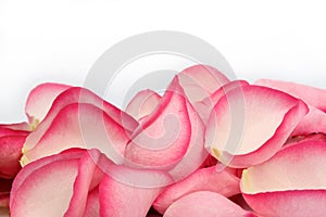 Pink rose petals