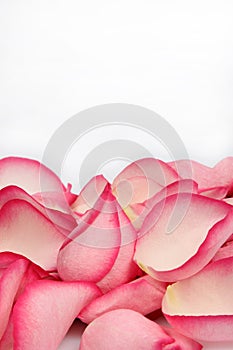 Pink rose petals