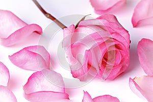 Pink rose and petals photo