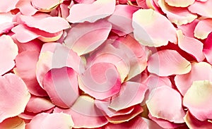 Pink rose petals