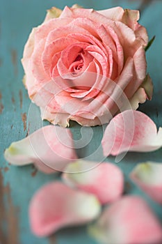 Pink Rose with petals