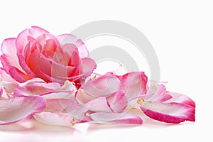 Pink rose petals.