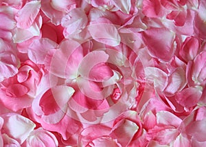 Pink Rose petals