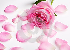 Pink Rose Petals